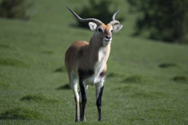 Lechwe (Güney Lechwe), Güney Afrika 'nın bataklıklarında bulunan bir antilop türüdür..