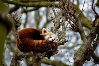 Kırmızı panda (İngilizce: 