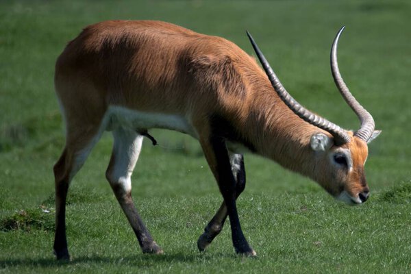 Лечве, Ред Лечве или Южный Лечве (Kobus leche) - антилопа, обнаруженная на болотах юго-центральной Африки..