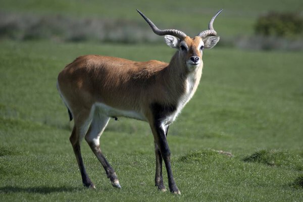 Лечве, Ред Лечве или Южный Лечве (Kobus leche) - антилопа, обнаруженная на болотах юго-центральной Африки..