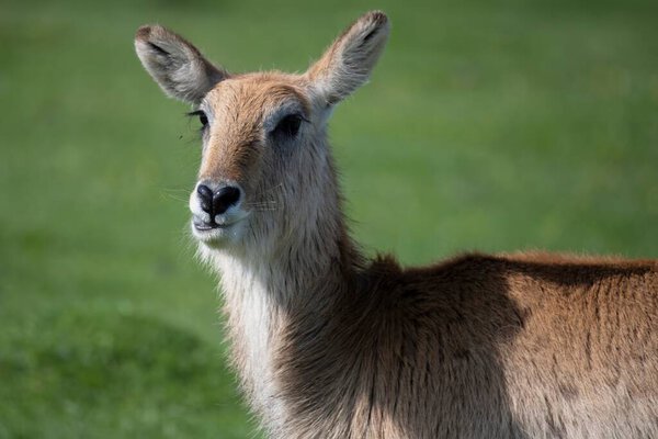 Лечве, Ред Лечве или Южный Лечве (Kobus leche) - антилопа, обнаруженная на болотах юго-центральной Африки..