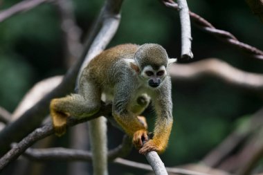 Guianan Sincap Maymunu (