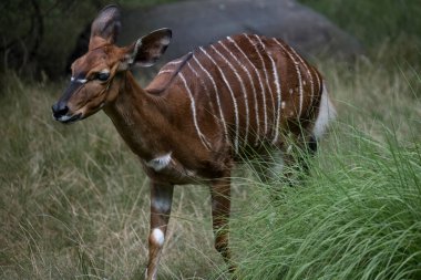 Lowland Nyala ya da kısaca Nyala (Tragelaphus angasii), Güney Afrika 'ya özgü spiral boynuzlu bir antilop. Bu tür Bovidae familyasının bir parçasıdır ve Tragelaphus cinsidir..
