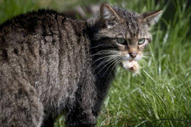 İskoç Yaban Kedisi (Felis Silvestris Silvestris), bir zamanlar Avrupa 'nın vahşi kedisi olan Büyük Britanya' da yaygın olarak yayılmış olmasına karşın, yaşam alanı kaybı ve zulüm nedeniyle nüfus büyük ölçüde düşmüştür..