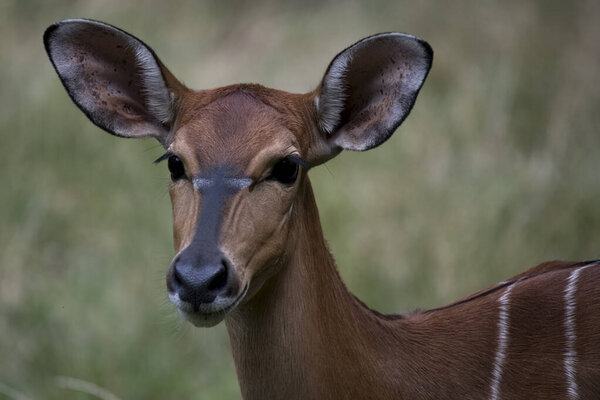 Ньяла или просто Ньяла (Tragelaphus angasii) - спирально-рогатая антиодактильная антилопа, обитающая в Южной Африке. Вид является частью семейства Bovidae и рода Tragelaphus.