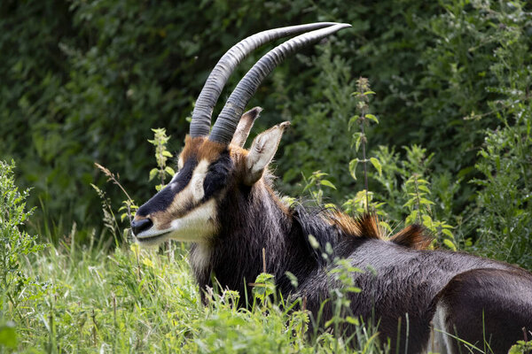 Sable Antelope (Hippotragus niger) - большая антилопа, обитающая в лесной саванне в Восточной и Южной Африке, от юга Кении до Южной Африки, с отдельным населением в Анголе..