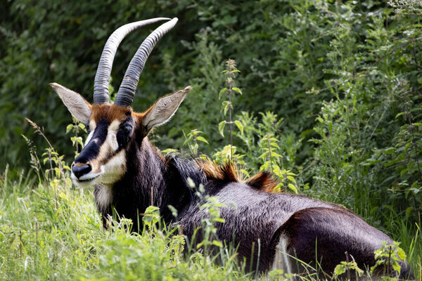 Sable Antelope (Hippotragus niger) - большая антилопа, обитающая в лесной саванне в Восточной и Южной Африке, от юга Кении до Южной Африки, с отдельным населением в Анголе..