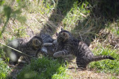 İskoç Yaban Kedisi (Felis Silvestris Silvestris), bir zamanlar Avrupa 'nın vahşi kedisi olan Büyük Britanya' da yaygın olarak yayılmış olmasına karşın, yaşam alanı kaybı ve zulüm nedeniyle nüfus büyük ölçüde düşmüştür..