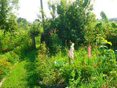 Yazın güzel çiçek bahçesi