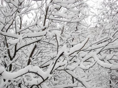 Kış geçmişi. karla kaplı ağaç