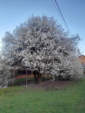 beautiful botanical photo of a flowering tree