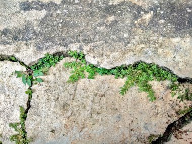 Çimento döşeme yolu zeminden kırılmış, kırılan fayansların arasında yabani otlar ve yosunlar yetişiyor. Kabataslak doku kalıbının yakın plan görüntüsü.