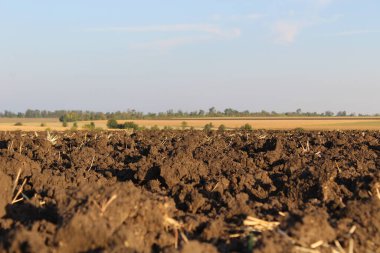 Yeni sürülmüş bir tarlanın düşük açılı görüntüsü. Koyu toprak ve ekin kalıntıları, kurak sarı bir tarla şeridi ve temiz bir gökyüzü ile uzak bir ufka götürür. Tarımın ve mevsimlerin döngüsünü yakalar..