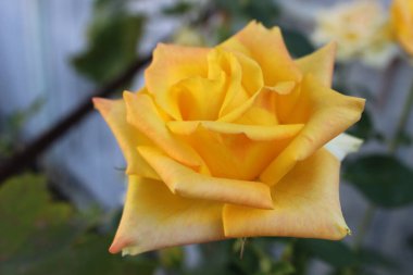 Yumuşak odaklı canlı sarı bir gül, narin taç yapraklarını ve zengin rengini hafif bulanık doğal bir arka plana karşı sergiliyor..