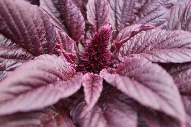 Merkezdeki çiçek sivri uçlu kestane rengi bir bitkinin yakından çekimi. Görüntü bitkinin eşsiz dokusunu vurguluyor ve yumuşak bulanık arka plana karşı zengin, derin bir renk veriyor..