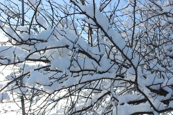 Açık mavi gökyüzüne karşı yoğun kalın ve beyaz karla kaplı çıplak ağaç dallarının yer aldığı bir kış manzarası..