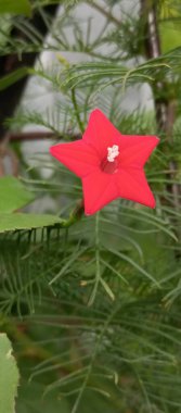 Canlı kırmızı, yıldız şeklinde, beyaz merkezli, eğreltiotu gibi yeşil yaprakları olan bir bitkinin üzerinde çiçek açan bir çiçek. Beş köşeli bir yıldıza benzeyen çiçek yumuşak, yemyeşil yapraklara karşı duruyor..