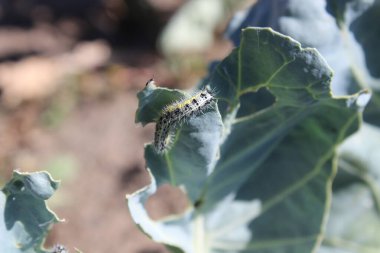 Beyaz kelebek tırtılı (larva) üzerinde dinleniyor ve hasarlı bir lahana yaprağını yiyor.