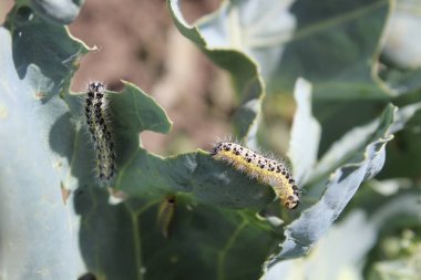 İki tırtılın detaylı yakın çekimi (lahana beyaz kelebek larvası) geniş ve hasarlı bir brassica yaprağıyla etkin bir şekilde beslenir. Bu resim, bahçe haşereleri ve ekin haşereleriyle ilgili konuları göstermek için mükemmeldir. 