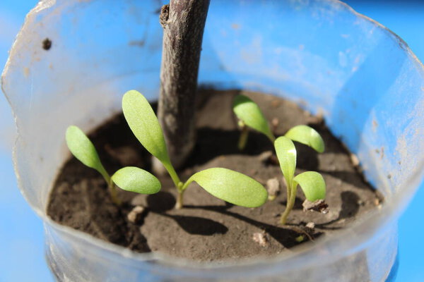 A close-up shot of young, vibrant green seedlings emerging from dark soil, planted inside a repurposed plastic bottle. This image captures the beauty of growth, hope, and eco-friendly living.