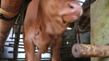 Ahşap bir kulübede, genç bir kahverengi buzağıya yakın çekim. Kırsal hayatta masumiyet ve çiftlik hayvanı yetiştiriciliği gösteriliyor..