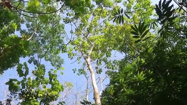 Alçak açılı çekim, yeşil ağaç gölgeliklerine ve parlak mavi gökyüzüne bakıyor..