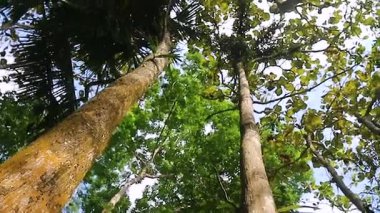 Alçak açılı, parlak yeşil yapraklı uzun ağaçlara bakıyor. Orman, doğa ve büyüme.