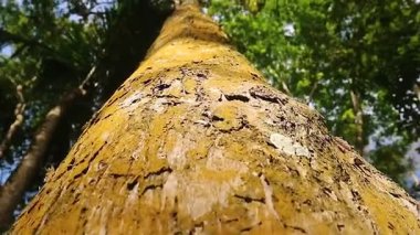 Yakın plan, alçak açılı uzun meşe ağacının kabuğu soyulmuş görüntüsü..