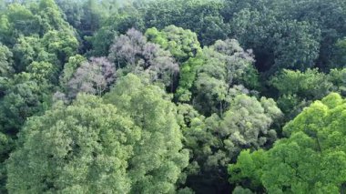 Yoğun tropikal yağmur ormanlarının hava aracı görüntüsü zengin yeşil yapraklar ve çeşitli ağaç tepe örtüleriyle. Çevre projeleri, doğa belgeselleri, iklim görselleri ve koruma temaları için mükemmel.