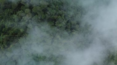 Yukarıdan gelen puslu tropikal orman manzarası, sabah sisi ile kaplı yoğun yeşil orman, gizemli ve sakin manzara, doğa, koruma, seyahat ve çevre projeleri için mükemmel.