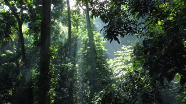 Güneş ışınları yeşil ormana ulaşıyor. Orman manzarası. Tropikal Orman veya Yağmur Ormanı. 