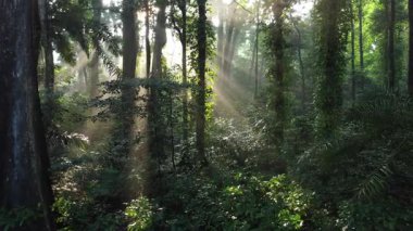 Sabah, orman ıslak ve taze görünüyor. Uzun ağaçlar birbirine yakın durur, yaprakları dalların arasından geçen güneş ışığında parlar. Hava ıslak bir kokuyla dolu..