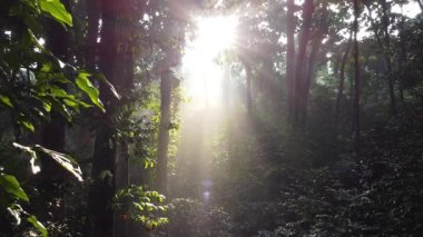 Orman ağacı. Tropikal Orman veya Yağmur Ormanı. Güneş yazın ağaçları tararken sık ormanların içinden yürü. Işınlar yeşil ormana ulaştı. Cifor, Orman Araştırmaları IPB Üniversitesi, Endonezya.