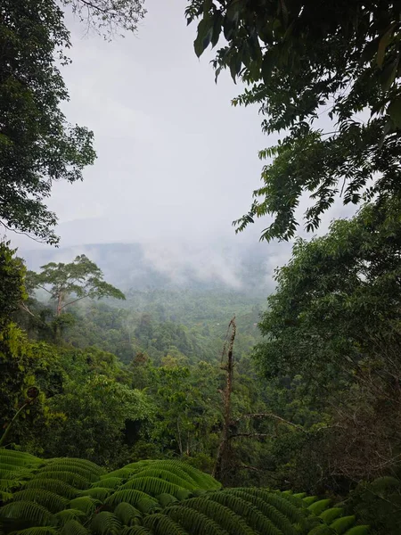 This nature landscape captures the serene and mysterious atmosphere of a foggy jungle morning