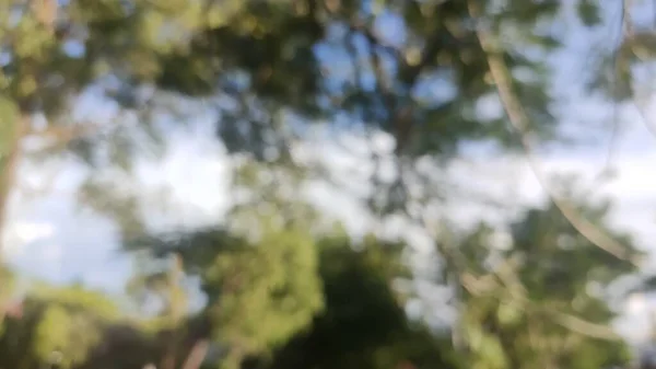 Yeşil ağaçlar ve mavi gökyüzü ile güzel bulanık doğa arka planı