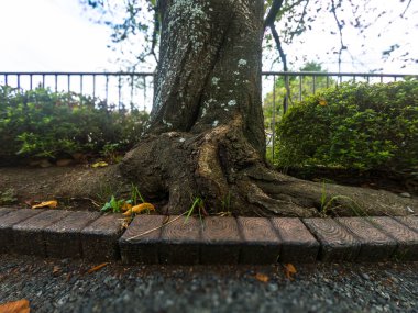 Yaşlı ağaç ve yapraklarla parktaki ahşap geçit..