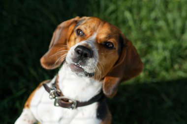 Curious beagle in close-up under warm sunshine, looking almost directly at the lens