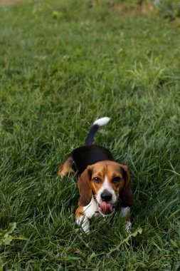 Beagle relaxing on the grass, tongue slightly curled up toward its nose