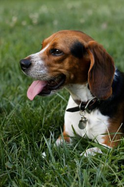 Cheerful beagle enjoying the sun, panting with open eyes on grass