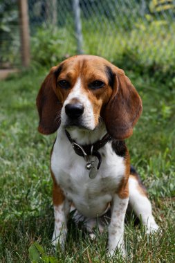 Tricolor beagle sitting on backyard grass, looking slightly off-camera, wearing a brown leather collar with a name tag, relaxed ears, calm and thoughtful expression.