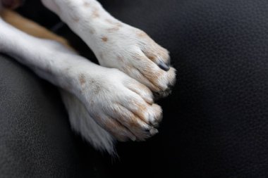 Close-up of a beagle's front paws resting on a leather sofa, showing nails and spotted fur.