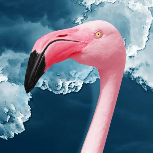 粉红火烈鸟在天空中的头部 夏天最小的概念 — 图库照片