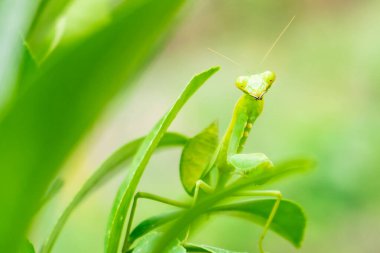 Taze yaprakların üzerinde duran yeşil peygamber devesinin yakın çekimi. Böcek, vahşi yaşam, biyolojik çeşitlilik, bahçe doğası ve entomoloji temaları, çevre eğitimi ve bilim projeleri için mükemmel makro fotoğrafçılık