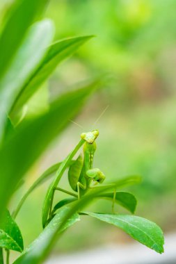 Taze yaprakların üzerinde duran yeşil peygamber devesinin yakın çekimi. Böcek, vahşi yaşam, biyolojik çeşitlilik, bahçe doğası ve entomoloji temaları, çevre eğitimi ve bilim projeleri için mükemmel makro fotoğrafçılık