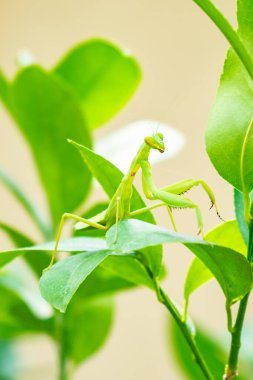 Taze yaprakların üzerinde duran yeşil peygamber devesinin yakın çekimi. Böcek, vahşi yaşam, biyolojik çeşitlilik, bahçe doğası ve entomoloji temaları, çevre eğitimi ve bilim projeleri için mükemmel makro fotoğrafçılık