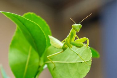 Taze yaprakların üzerinde duran yeşil peygamber devesinin yakın çekimi. Böcek, vahşi yaşam, biyolojik çeşitlilik, bahçe doğası ve entomoloji temaları, çevre eğitimi ve bilim projeleri için mükemmel makro fotoğrafçılık