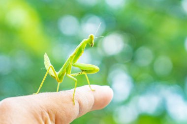 Bir insan parmağında duran yeşil peygamberdevesi, doğadaki böcek ve insan etkileşimine yakın plan. Makro vahşi yaşam fotoğrafçılığı peygamberdevesi vücudu, gözleri ve doğal davranışları gösteriyor..