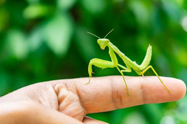 Bir insan parmağında duran yeşil peygamberdevesi, doğadaki böcek ve insan etkileşimine yakın plan. Makro vahşi yaşam fotoğrafçılığı peygamberdevesi vücudu, gözleri ve doğal davranışları gösteriyor..