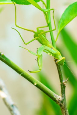 Taze yaprakların üzerinde duran yeşil peygamber devesinin yakın çekimi. Böcek, vahşi yaşam, biyolojik çeşitlilik, bahçe doğası ve entomoloji temaları, çevre eğitimi ve bilim projeleri için mükemmel makro fotoğrafçılık