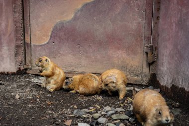 Çayır köpekleri bir çitin içinde durup birlikte oynuyorlar. Bu sosyal kemirgenler esaret altında bile neşeli davranışlar ve güçlü bağlar sergiliyorlar..